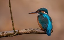 Eisvogel auf seinem Ansitz