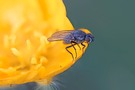Die Fliege