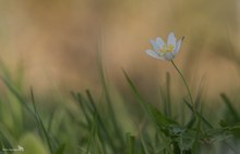 Einsames Buschwindröschen