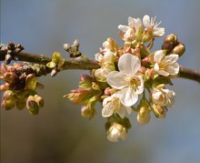 Kirschblüte