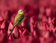 Auf de Tulpen