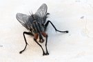 Schwarz auf Weiße - die Fliege