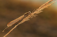 Sibirische Winterlibelle