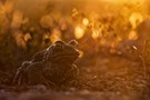 Kreuzkröte im Sonnenaufgang