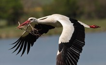 Weißstorch (Ciconia ciconia)