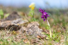 Manns-Knabenkraut (Orchis mascula)