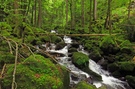 Frische Waldatmosphäre fast wie im Regenwald...