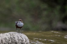 Wasseramsel