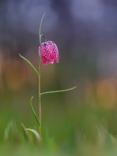 Abends auf der Schachblumenwiese ...