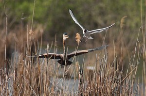 Immer diese Störenfriede...!