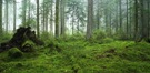 Noch ein Waldbild