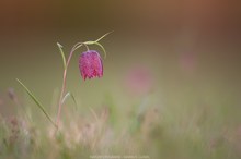 Schach(brett)blume (Fritillaria meleagris)