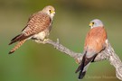 Rötelfalke (Falco naumanni / besser kestrel) - Männchen und Weibchen