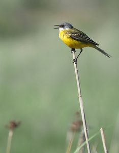 Iberische Schafstelze (Motacilla flava iberiae)