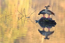 Nilgänse