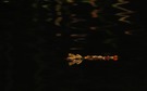 Voyage