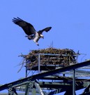 Fischadleranflug auf den Horst