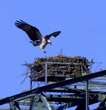 Fischadleranflug auf den Horst