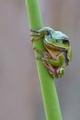 Laubfrosch