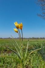 Eine seltene Blume in der Elbtalaue...