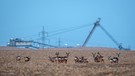 Rehe im heutigen Lebensraum