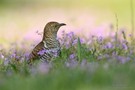 Kuckuck im Blumenmeer