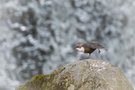 Tanzübung der Wasseramsel vor seiner Partnerin