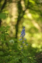 Hasenglöckchen im Wald