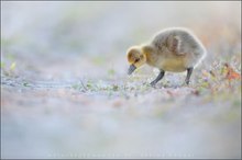 ~ Gans im Glück ~