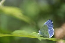 Bläuling am Waldweg