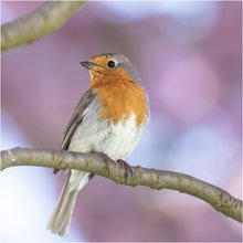 Gartenfreund im Kirschbaum