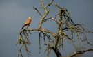 Turmfalke im Abendlicht