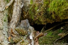 Feldmaus (Microtus arvalis)