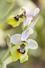 Wespen-Ragwurz (Ophrys tenthredinifera, grandiflora)