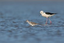 Teichwasserläufer (Tringa stagnatilis)