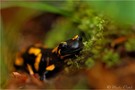 Feuersalamander (Salamandra salamandra)