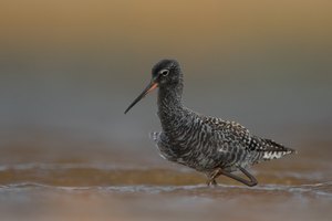 Dunkler Wasserläufer