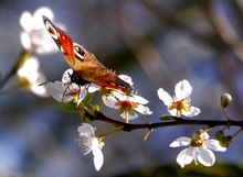 Frühlingsgruß