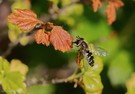 Späte Großstirnschwebfliege (Scaeva pyrastri)