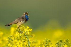 Blaukehlchen