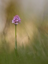 Wild und schön....