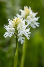 Milchweißes Knabenkraut, Neotinea lactea