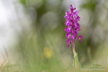 Manns-Knabenkraut (Orchis mascula)