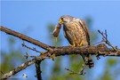 Turmfalke (Falco tinnunculus) Männchen