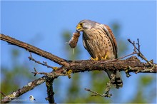 Turmfalke (Falco tinnunculus) Männchen