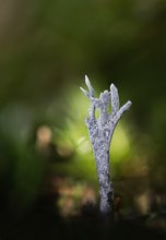 Neulich auf dem Friedhof....