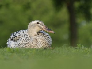 Nur eine Ente