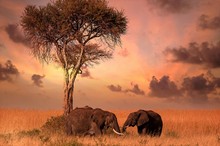 Dinner mit Elefanten