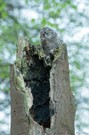 Ästling auf Nistbaum
