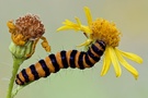 Was ist Naturfotografie?